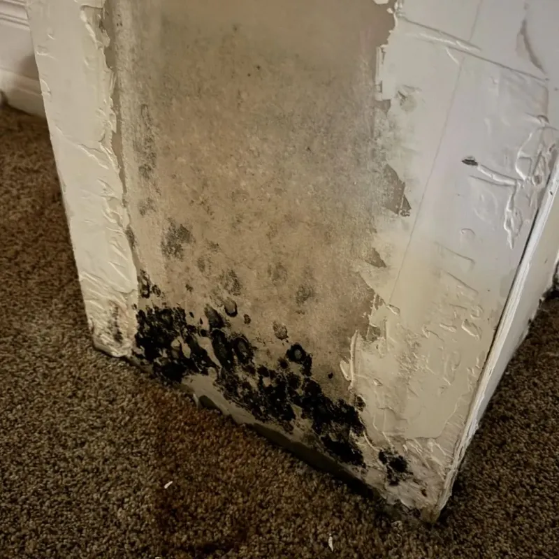 Professional Mold Removal in Webster City, IA